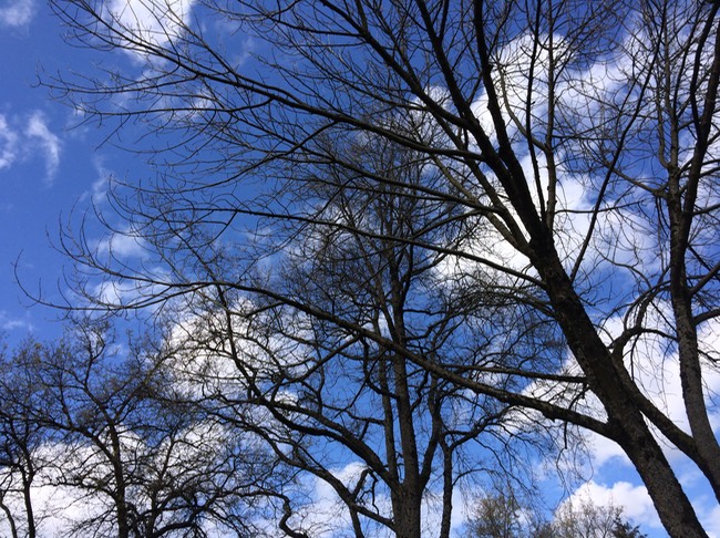 4:11 blue sky trees