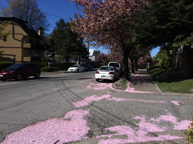 4:14 cherry blossom road